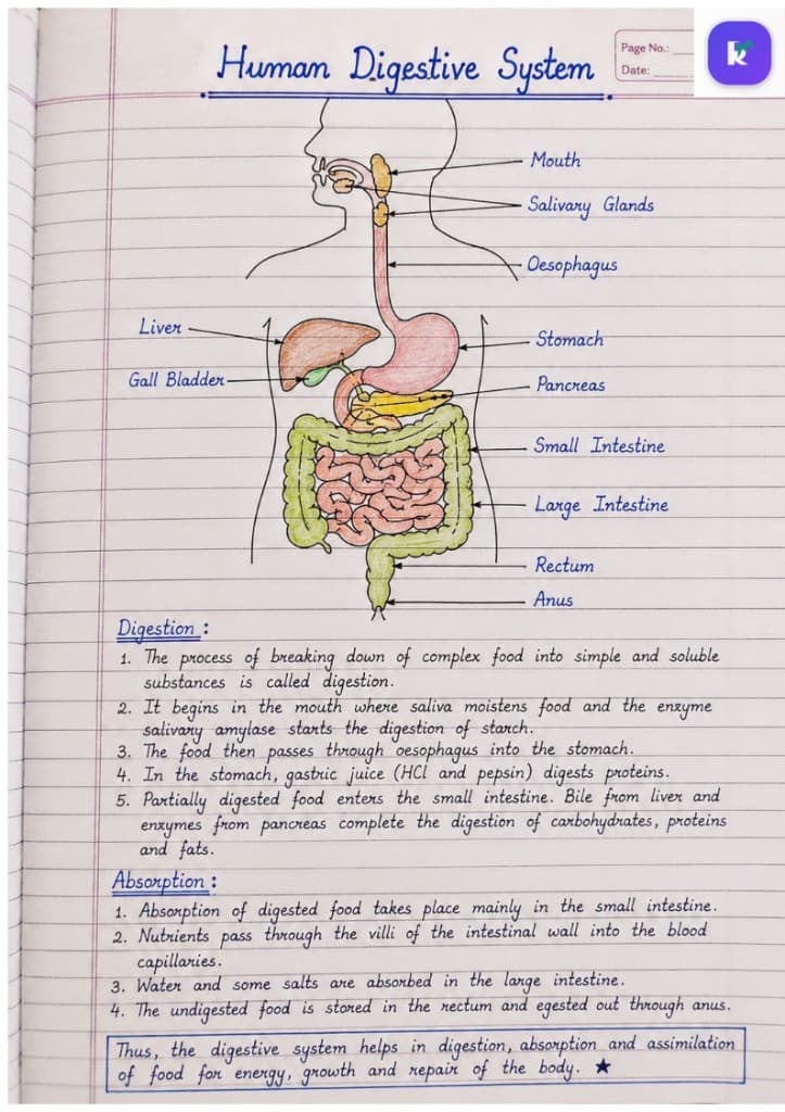 Hand-drawn human digestive system diagram with labelled mouth, stomach, liver, pancreas, intestines, and notes on digestion and absorption.