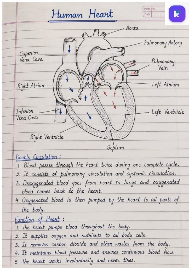 Hand-drawn human heart cross-section with chambers, major blood vessels, and notes on double circulation and heart function.