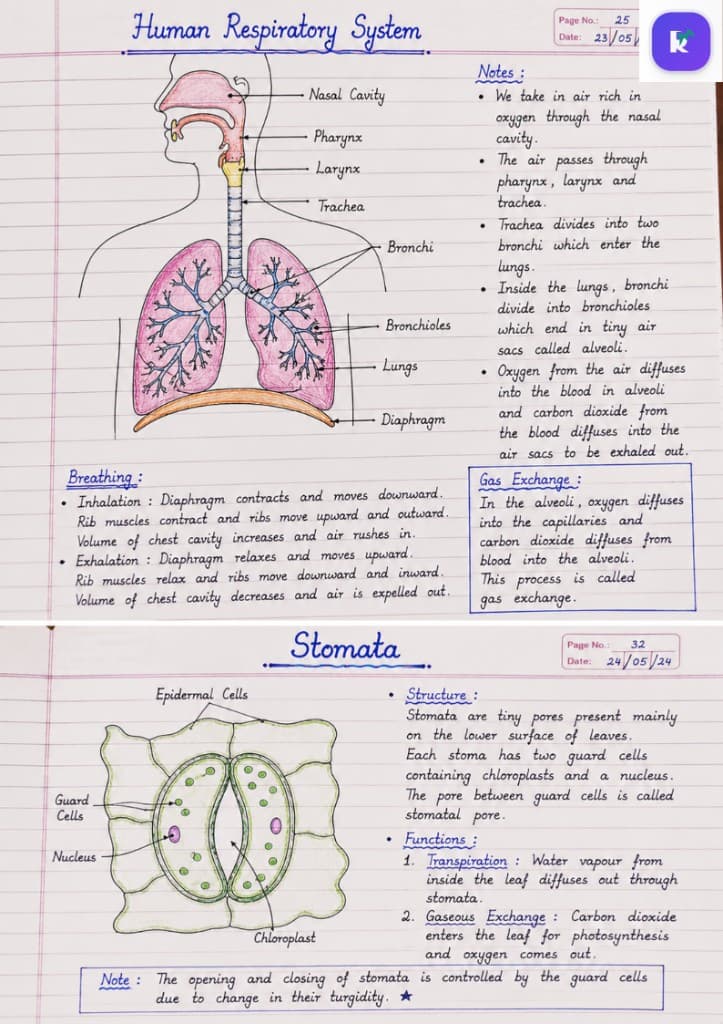 Hand-drawn notes on the human respiratory system, breathing mechanics, gas exchange, and stomata structure and function in plants.